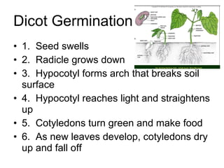 Dicot Germination 1.  Seed swells 2.  Radicle grows down 3.  Hypocotyl forms arch that breaks soil surface 4.  Hypocotyl reaches light and straightens up 5.  Cotyledons turn green and make food 6.  As new leaves develop, cotyledons dry up and fall off 