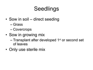 Seedlings Sow in soil – direct seeding Grass Covercrops Sow in growing mix Transplant after developed 1 st  or second set of leaves Only use sterile mix 