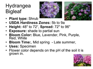 Hydrangea  Bigleaf Plant type:  Shrub  USDA Hardiness Zones:  5b to 9a  Height:  48" to 72“,  Spread:  72" to 96"  Exposure:  shade to partial sun  Bloom Color:  Blue, Lavender, Pink, Purple, Red, White  Bloom Time: , Mid spring  - Late summer,  Uses:  Specimen  Flower color depends on the pH of the soil it is grown in. 