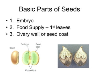 Basic Parts of Seeds 1.  Embryo 2.  Food Supply – 1 st  leaves 3.  Ovary wall or seed coat 