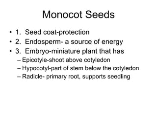 Monocot Seeds 1.  Seed coat-protection 2.  Endosperm- a source of energy 3.  Embryo-miniature plant that has Epicotyle-shoot above cotyledon Hypocotyl-part of stem below the cotyledon Radicle- primary root, supports seedling 