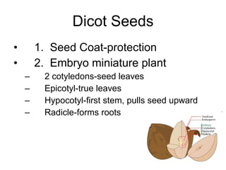 Dicot Seeds 1.  Seed Coat-protection 2.  Embryo miniature plant 2 cotyledons-seed leaves Epicotyl-true leaves Hypocotyl-first stem, pulls seed upward Radicle-forms roots  
