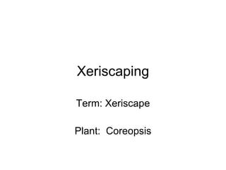 Xeriscaping Term: Xeriscape Plant:  Coreopsis 