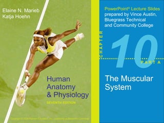 Human 
Anatomy 
& Physiology 
SEVENTH EDITION 
Elaine N. Marieb 
Katja Hoehn 
Copyright © 2006 Pearson Education, Inc., publishing as Benjamin Cummings 
PowerPoint® Lecture Slides 
prepared by Vince Austin, 
Bluegrass Technical 
and Community College 
C H A P T E R 10 The Muscular 
System 
P A R T A 
 
