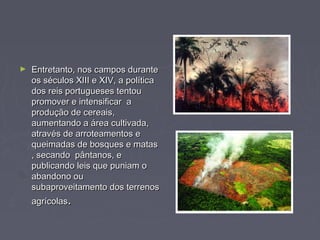 ► Entretanto, nos campos duranteEntretanto, nos campos durante
os séculos XIII e XIV, a políticaos séculos XIII e XIV, a política
dos reis portugueses tentoudos reis portugueses tentou
promover e intensificar apromover e intensificar a
produção de cereais,produção de cereais,
aumentando a área cultivada,aumentando a área cultivada,
através de arroteamentos eatravés de arroteamentos e
queimadas de bosques e matasqueimadas de bosques e matas
, secando pântanos, e, secando pântanos, e
publicando leis que puniam opublicando leis que puniam o
abandono ouabandono ou
subaproveitamento dos terrenossubaproveitamento dos terrenos
agrícolasagrícolas..
 