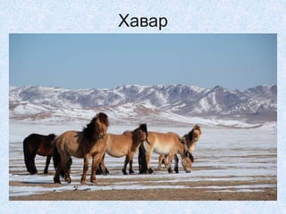 Хавар
 
