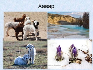 Хавар
 