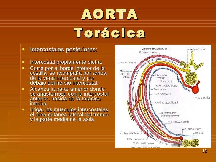 10. Aorta