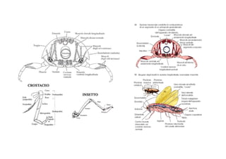 10.artropodi | PDF