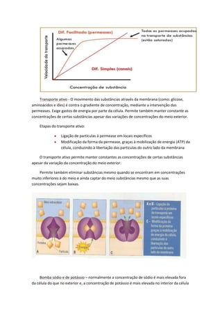 Transporte ativo - O movimento das substâncias através da membrana (como: glicose,
aminoácidos e iões) é contra o gradiente de concentração, mediante a intervenção das
permeases. Exige gastos de energia por parte da célula. Permite também manter constante as
concentrações de certas substâncias apesar das variações de concentrações do meio exterior.
Etapas do transporte ativo:
Ligação de partículas à permease em locais específicos
Modificação da forma da permease, graças à mobilização de energia (ATP) da
célula, conduzindo à libertação das partículas do outro lado da membrana
O transporte ativo permite manter constantes as concentrações de certas substâncias
apesar da variação da concentração do meio exterior.
Permite também eliminar substâncias mesmo quando se encontram em concentrações
muito inferiores à do meio e ainda captar do meio substâncias mesmo que as suas
concentrações sejam baixas.

Bomba sódio e de potássio – normalmente a concentração de sódio é mais elevada fora
da célula do que no exterior e, a concentração de potássio é mais elevada no interior da célula

 