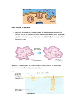 Existem dois tipos de endocitose:
1. Fagocitose -o material alimentar é englobado por pseudópodes, prolongamentos
emitidos pela célula, formando uma vesícula fagocítica. Esta associada ao processo de
digestão em muitos seres vivos unicelulares e ainda á atividade do sistema imunitário
de muitos animais.

2. Pinocitose – Pequenas gotas de fluido são captadas por invaginações da membrana e
acabam por se separar formando vesículas pinocíticas.

 