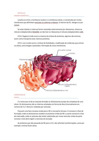 RETÍCULO
ENDOPLASMÁTICO_____________________________________________________________
Localiza-se entre a membrana nuclear e a membrana celular, é constituído por muitas
membranas que delimitam vesículas ou cisternas e túbulos. O interior do R.E. designa-se por
Lúmen.
Se estes túbulos e cisternas forem revestidos externamente por ribossomas, chama-se
retículo endoplasmático RUGOSO, se não tiver os ribossomas é retículo endoplasmático LISO.
O R.E. Rugoso é onde ocorre a maioria da síntese de proteínas, algumas são enzimas,
assim como transporta estas mesmas proteínas.
O R.E. Liso é onde ocorre a síntese de fosfolípidos, modificação de moléculas que entram
na célula, como drogas e pesticidas e formação de novas membranas.

COMPLEXO DE
GOLGi_________________________________________________________________
É o nome que se dá ao conjunto de todos os dictiossomas (corpos do complexo) de uma
célula. Os dictiossomas são as cisternas achatadas em forma de disco (normalmente em
número de 4 a 7 discos) e rodeadas por vesículas.
Possuem uma face convexa virada para o RE e uma parte côncava. A convexa é a fase de
formação, onde os dictiossomas recebem as proteínas vindas do RE e a parte convexa é a fase
de maturação, onde as vesículas vão sendo substituídas por novas vesículas vindas da parte
convexa e esta dará origem a vesículas de secreção.
As proteínas que vão passando do RE para o C.G. vão sofrendo transformações, como por
exemplo: enzimas ficam ativas

 