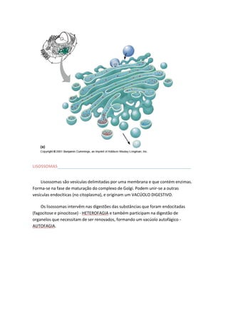 LISOSSOMAS__________________________________________________________
Lisossomas são vesículas delimitadas por uma membrana e que contém enzimas.
Forma-se na fase de maturação do complexo de Golgi. Podem unir-se a outras
vesículas endocíticas (no citoplasma), e originam um VACÚOLO DIGESTIVO.
Os lisossomas intervêm nas digestões das substâncias que foram endocitadas
(fagocitose e pinocitose) - HETEROFAGIA e também participam na digestão de
organelos que necessitam de ser renovados, formando um vacúolo autofágico AUTOFAGIA.

 