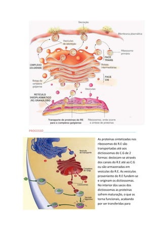 PROCESSO_________________________________________________________
As proteínas sintetizadas nos
ribossomas do R.E são
transportadas até aos
dictiossomas do C.G de 2
formas: deslocam-se através
dos canais do R.E até ao C.G
ou são armazenadas em
vesiculas do R.E. As vesiculas
proveniente do R.E fundem-se
e originam os dictiossomas.
No interior dos sacos dos
dictiossomas as proteínas
sofrem maturação, o que as
torna funcionais, acabando
por ser transferidas para

 