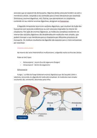 vesiculas que se separam do dictiossoma. Algumas destas vesiculas fundem-se com a
membrana celular, lançando o seu conteúdo para o meio extracelular por exocitose
(hormonas, enzimas digestivas, etc). Outras, que permanecem no citoplasma,
contendo no seu interior enzimas digestivas, designam-se lisossomas.
A digestão intracelular ocorre em vacúolos digestivos, que resultam da fusão dos
lisossomas com vesiculas endociticas ou com vesiculas originadas no interior do
citoplasma. Por ação de enzimas digestivas, as moléculas complexas existentes no
interior dos vacúolos digestivos são desdobrados em moléculas mais simples, que
podem transpor a sua membrana para o citoplasma por diferentes processos de
transporte. Os resíduos resultantes da digestão são expulsos para o meio extracelular
por exocitose.
Digestão extracelular
Na maioria dos seres heterotróficos multicelulares, a digestão realiza-se fora das células.
Pode ser de 2 tipos:
Extracorporal – ocorre fora do organismo (fungos)
Intracorporal – dentro do organismo
Extracorporal
Fungos – as hifas do fungo elaboram enzimas digestivas que são lançadas sobre o
substrato, ocorrendo aí a digestão de moléculas complexas. As moléculas mais simples
resultantes são, entretanto, absorvidas pelas hifas.

 