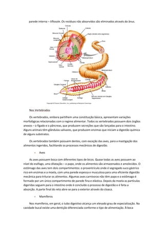 parede interna – tiflosole. Os resíduos não absorvidos são eliminados através do ânus.

Nos Vertebrados
Os vertebrados, embora partilhem uma constituição básica, apresentam variações
morfológicas relacionadas com o regime alimentar. Todos os vertebrados possuem dois órgãos
anexos – o fígado e o pâncreas, que produzem secreções que são lançadas para o intestino.
Alguns animais têm glândulas salivares, que produzem enzimas que iniciam a digestão química
de alguns substratos.
Os vertebrados também possuem dentes, com exceção das aves, para a mastigação dos
alimentos ingeridos, facilitando os processos mecânicos de digestão.
Aves
As aves possuem boca com diferentes tipos de bicos. Quase todas as aves possuem ao
nível do esófago, uma dilatação – o papo, onde os alimentos são armazenados e amolecidos. O
estômago das aves tem dois compartimentos: o proventrículo onde é segregado suco gástrico
rico em enzimas e a moela, com uma parede espessa e musculosa para uma eficiente digestão
mecânica para triturar os alimentos. Algumas aves carnívoras não têm papo e o estômago é
formado por um único compartimento de parede fina e elástica. Depois da moela as partículas
digeridas seguem para o intestino onde é concluído o processo de digestão e é feita a
absorção. A parte final do reto abre-se para o exterior através do cloaca.
Mamíferos
Nos mamíferos, em geral, o tubo digestivo alcança um elevado grau de especialização. Na
cavidade bucal existe uma dentição diferenciada conforme o tipo de alimentação. À boca

 