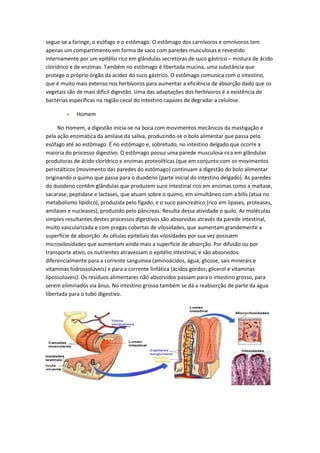 segue-se a faringe, o esófago e o estômago. O estômago dos carnívoros e omnívoros tem
apenas um compartimento em forma de saco com paredes musculosas e revestido
internamente por um epitélio rico em glândulas secretoras de suco gástrico – mistura de ácido
clorídrico e de enzimas. Também no estômago é libertada mucina, uma substância que
protege o próprio órgão da acidez do suco gástrico. O estômago comunica com o intestino,
que é muito mais extenso nos herbívoros para aumentar a eficiência de absorção dado que os
vegetais são de mais difícil digestão. Uma das adaptações dos herbívoros é a existência de
bactérias específicas na região cecal do intestino capazes de degradar a celulose.
Homem
No Homem, a digestão inicia-se na boca com movimentos mecânicos da mastigação e
pela ação enzimática da amilase da saliva, produzindo-se o bolo alimentar que passa pelo
esófago até ao estômago. É no estômago e, sobretudo, no intestino delgado que ocorre a
maioria do processo digestivo. O estômago possui uma parede musculosa rica em glândulas
produtoras de ácido clorídrico e enzimas proteolíticas (que em conjunto com os movimentos
peristálticos (movimento das paredes do estômago) continuam a digestão do bolo alimentar
originando o quimo que passa para o duodeno (parte inicial do intestino delgado). As paredes
do duodeno contêm glândulas que produzem suco intestinal rico em enzimas como a maltase,
sacarase, peptidase e lactases, que atuam sobre o quimo, em simultâneo com a bilís (atua no
metabolismo lipídico), produzida pelo fígado, e o suco pancreático (rico em lipases, proteases,
amilases e nucleases), produzido pelo pâncreas. Resulta dessa atividade o quilo. As moléculas
simples resultantes destes processos digestivos são absorvidas através da parede intestinal,
muito vascularizada e com pregas cobertas de vilosidades, que aumentam grandemente a
superfície de absorção. As células epiteliais das vilosidades por sua vez possuem
microvilosidades que aumentam ainda mais a superfície de absorção. Por difusão ou por
transporte ativo, os nutrientes atravessam o epitélio intestinal, e são absorvidos
diferencialmente para a corrente sanguínea (aminoácidos, água, glicose, sais minerais e
vitaminas hidrossolúveis) e para a corrente linfática (ácidos gordos, glicerol e vitaminas
lipossolúveis). Os resíduos alimentares não absorvidos passam para o intestino grosso, para
serem eliminados via ânus. No intestino grosso também se dá a reabsorção de parte da água
libertada para o tubo digestivo.

 