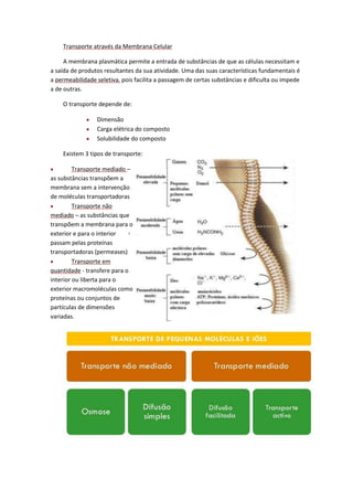 Transporte através da Membrana Celular
A membrana plasmática permite a entrada de substâncias de que as células necessitam e
a saída de produtos resultantes da sua atividade. Uma das suas características fundamentais é
a permeabilidade seletiva, pois facilita a passagem de certas substâncias e dificulta ou impede
a de outras.
O transporte depende de:
Dimensão
Carga elétrica do composto
Solubilidade do composto
Existem 3 tipos de transporte:
Transporte mediado –
as substâncias transpõem a
membrana sem a intervenção
de moléculas transportadoras
Transporte não
mediado – as substâncias que
transpõem a membrana para o
exterior e para o interior
passam pelas proteínas
transportadoras (permeases)
Transporte em
quantidade - transfere para o
interior ou liberta para o
exterior macromoléculas como
proteínas ou conjuntos de
partículas de dimensões
variadas.

 