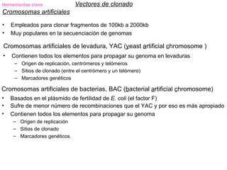 Herramientas clave             Vectores de clonado
Cromosomas artificiales

•   Empleados para clonar fragmentos de 100kb a 2000kb
•   Muy populares en la secuenciación de genomas

Cromosomas artificiales de levadura, YAC (yeast artificial chromosome )
•   Contienen todos los elementos para propagar su genoma en levaduras
     – Origen de replicación, centrómeros y telómeros
     – Sitios de clonado (entre el centrómero y un telómero)
     – Marcadores genéticos

Cromosomas artificiales de bacterias, BAC (bacterial artificial chromosome)
•   Basados en el plásmido de fertilidad de E. coli (el factor F)
•   Sufre de menor número de recombinaciones que el YAC y por eso es más apropiado
•   Contienen todos los elementos para propagar su genoma
     – Origen de replicación
     – Sitios de clonado
     – Marcadores genéticos
 