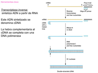 Herramientas clave



Transcriptasa inversa:
sintetiza ADN a partir de RNA

Este ADN sintetizado se
denomina cDNA

La hebra complementaria al
cDNA se completa con una
DNA polimerasa
 