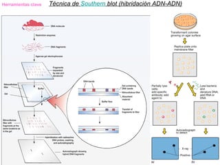 Herramientas clave   Técnica de Southern blot (hibridación ADN-ADN)
 