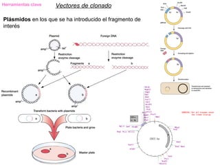 Herramientas clave   Vectores de clonado

Plásmidos en los que se ha introducido el fragmento de
interés
 