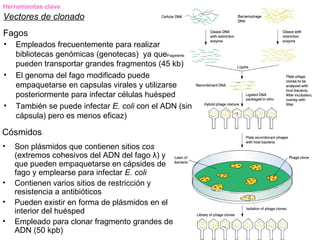 Herramientas clave
Vectores de clonado
Fagos
•   Empleados frecuentemente para realizar
    bibliotecas genómicas (genotecas) ya que
    pueden transportar grandes fragmentos (45 kb)
•   El genoma del fago modificado puede
    empaquetarse en capsulas virales y utilizarse
    posteriormente para infectar células huésped
•   También se puede infectar E. coli con el ADN (sin
    cápsula) pero es menos eficaz)

Cósmidos
•   Son plásmidos que contienen sitios cos
    (extremos cohesivos del ADN del fago λ) y
    que pueden empaquetarse en cápsides de
    fago y emplearse para infectar E. coli
•   Contienen varios sitios de restricción y
    resistencia a antibióticos
•   Pueden existir en forma de plásmidos en el
    interior del huésped
•   Empleado para clonar fragmento grandes de
    ADN (50 kpb)
 