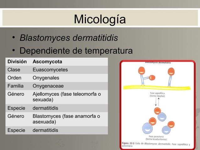 10.blastomicosis