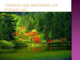 Tenemos que mantener los bosques así 