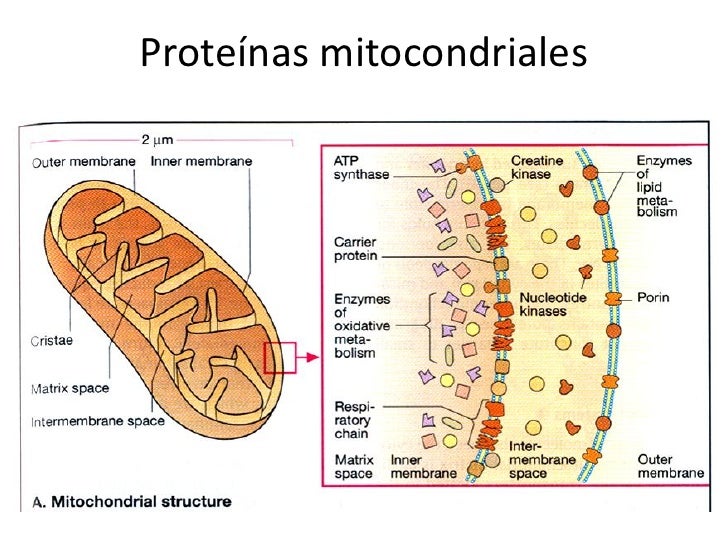 10 Cadena Respiratoria