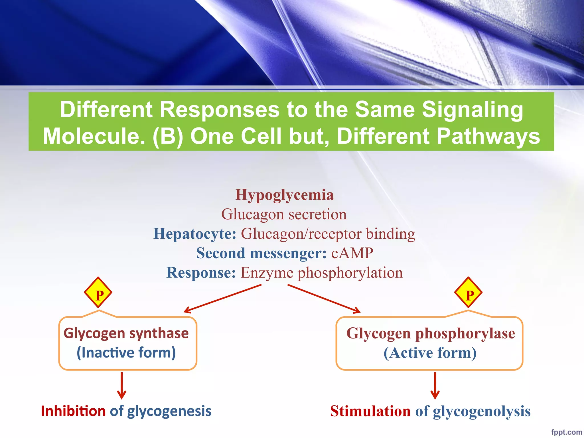 10- Cell Signaling and Regulation of Metabolism (1).pdf