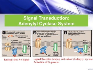 10- Cell Signaling and Regulation of Metabolism (1).pdf