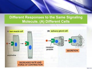10- Cell Signaling and Regulation of Metabolism (1).pdf