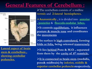 General Features of Cerebellum :
Lateral aspect of brain
stem & cerebellum ,
showing cerebellar
peduncles.
It controls equilibrium, it influences
posture & muscle tone and coordinates
the movements
Its surface is high convoluted, forming
folds or folia, being oriented transversely
It lies behind Pons & M.O. , separated
from them by the cavity of 4th ventricle.
It is connected to brain stem (medulla,
pons& midbrain) by inferior, middle &
superior cerebellar pedunclesrespectively.
The cerebellum consists of a midline
vermis and 2-lateral hemispheres.
Anatomically , it is divided into anterior
, posterior & flocculo-nodular lobes.
 