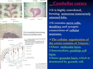 10-cerebellum.ppt