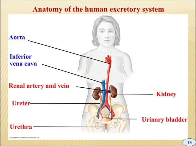 10 +chapter+10+-+excretion | PPT