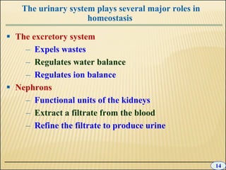 10 +chapter+10+-+excretion | PPT