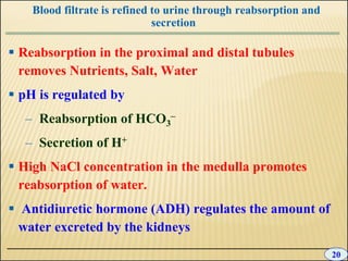 10 +chapter+10+-+excretion | PPT
