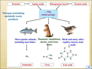 10 +chapter+10+-+excretion | PPT