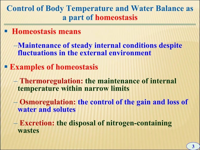 10 +chapter+10+-+excretion | PPT
