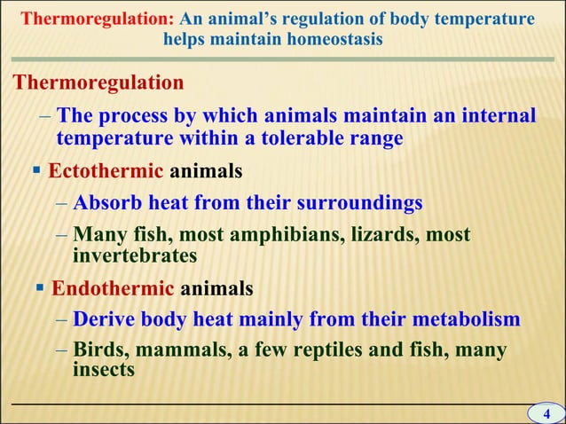 10 +chapter+10+-+excretion | PPT