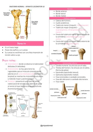 ANATOMÍA NORMAL – APARATO LOCOMOTOR 10 3
@propositomed
• Es un hueso largo
• Posee dos epífisis y un cuerpo.
• Su cuerpo es rectilíneo con una falsa impresión de
torsión sobre su eje.
Posee caras:
→ Anterolateral: donde se observa la tuberosidad
deltoidea (V deltoidea).
→ Anteromedial: es lisa, pero tiene las
rugosidades para el músculo coracobraquial,
además en el surco intertubercular (corredera
bicipital) se insertan los músculos dorsal ancho
y redondo mayor y pectoral mayor.
→ Posterior: presenta el surco para el nervio
radial (canal de torsión) que además de pasar
el nervio lo hace la arteria braquial profunda
(humeral profunda).
Bordes
→ Borde anterior
→ Borde lateral
→ Borde medial
Epífisis superior:
→ Cabeza del húmero.
→ Cuello anatómico.
→ Tubérculo menor (troquín) - {subescapular}.
→ Tubérculo mayor (troquiter) -
{supraespinoso, infraespinoso, redondo
menor}.
→ Cresta del tubérculo menor (labio interno de
la corredera) {redondo mayor y dorsal
ancho}.
→ Cresta del tubérculo mayor (labio externo de
la corredera) {pectoral mayor}.
Extremidad inferior
→ Cóndilo humeral. Se articula con el radio.
→ Tróclea del húmero. Se articula con el cúbito.
(forma de polea).
→ Epicóndilo (epicóndilo lateral).
→ Epitroclea (epicóndilo medial).
→ Fosa coronoidea o cavidade coronoides.
→ Fosa del olécranon o cavidade olecraniana.
→ Fosa radial.
Húmero
 