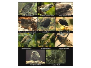 HMS Beagle, 1832 - 1836
 