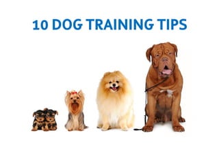 10 DOG TRAINING TIPS
 