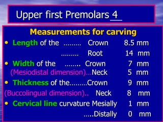 Upper first Premolars 4
Measurements for carving
• Length of the ……… Crown 8.5 mm
……… Root 14 mm
• Width of the …….. Crown 7 mm
(Mesiodistal dimension)…Neck 5 mm
• Thickness of the………Crown 9 mm
(Buccolingual dimension).. Neck 8 mm
• Cervical line curvature Mesially 1 mm
…..Distally 0 mm
 