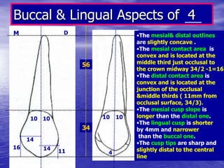 Buccal & Lingual Aspects of 4
M D
1010
34
56
10 10
•The mesial& distal outlines
are slightly concave .
•The mesial contact area is
convex and is located at the
middle third just occlusal to
the crown midway 34/2 -1=16
•The distal contact area is
convex and is located at the
junction of the occlusal
&middle thirds ( 11mm from
occlusal surface, 34/3).
•The mesial cusp slope is
longer than the distal one.
•The lingual cusp is shorter
by 4mm and narrower
than the buccal one.
•The cusp tips are sharp and
slightly distal to the central
line
16
11 4
14
14
 