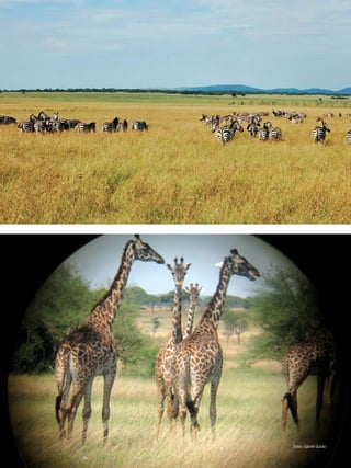 fotos: Gabriel Guirão
 