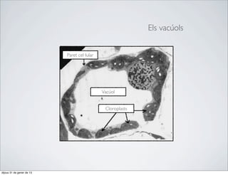 Els vacúols


                           Paret cel·lular




                                             Vacúol


                                              Cloroplasts




dijous 31 de gener de 13
 