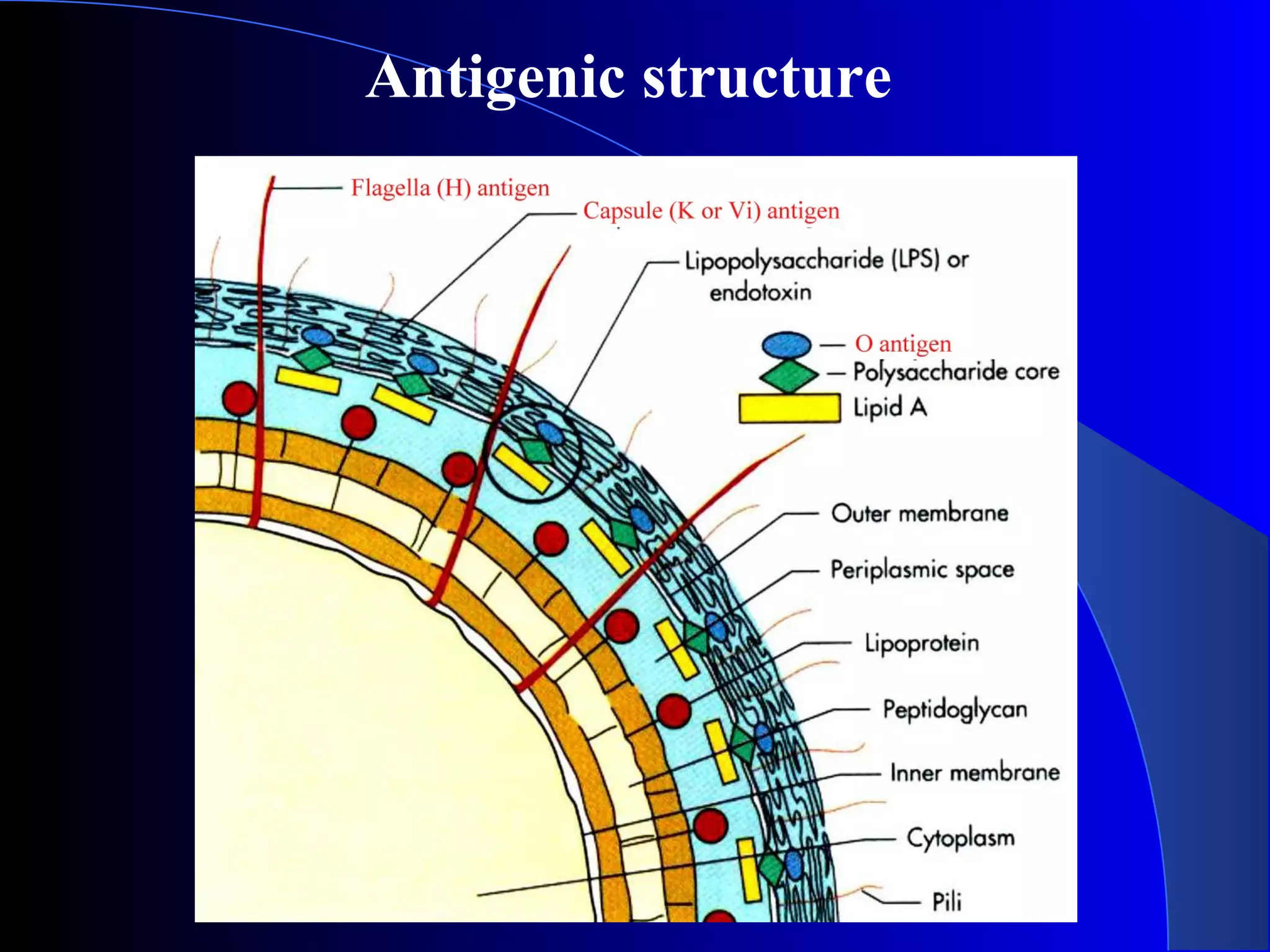 Antigenic structure
 