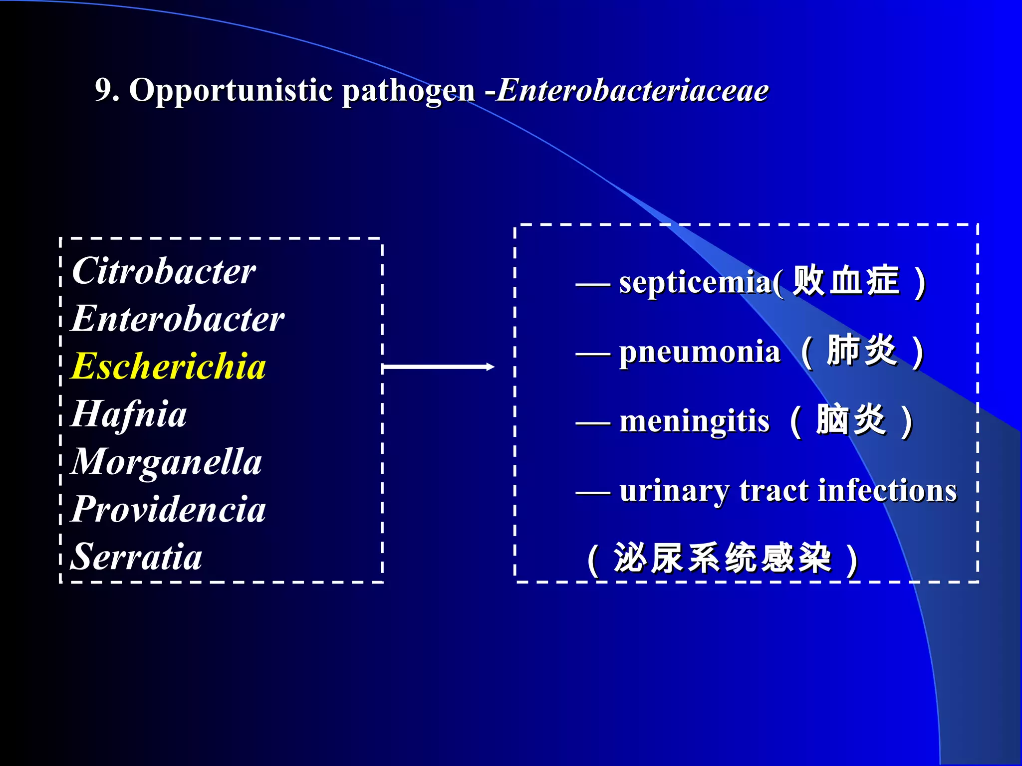 9. Opportunistic pathogen -9. Opportunistic pathogen -EnterobacteriaceaeEnterobacteriaceae
—— septicemia(septicemia( 败血症）败血症）
—— pneumoniapneumonia （肺炎）（肺炎）
—— meningitismeningitis （脑炎）（脑炎）
—— urinary tract infectionsurinary tract infections
（泌尿系统感染）（泌尿系统感染）
Citrobacter
Enterobacter
Escherichia
Hafnia
Morganella
Providencia
Serratia
 